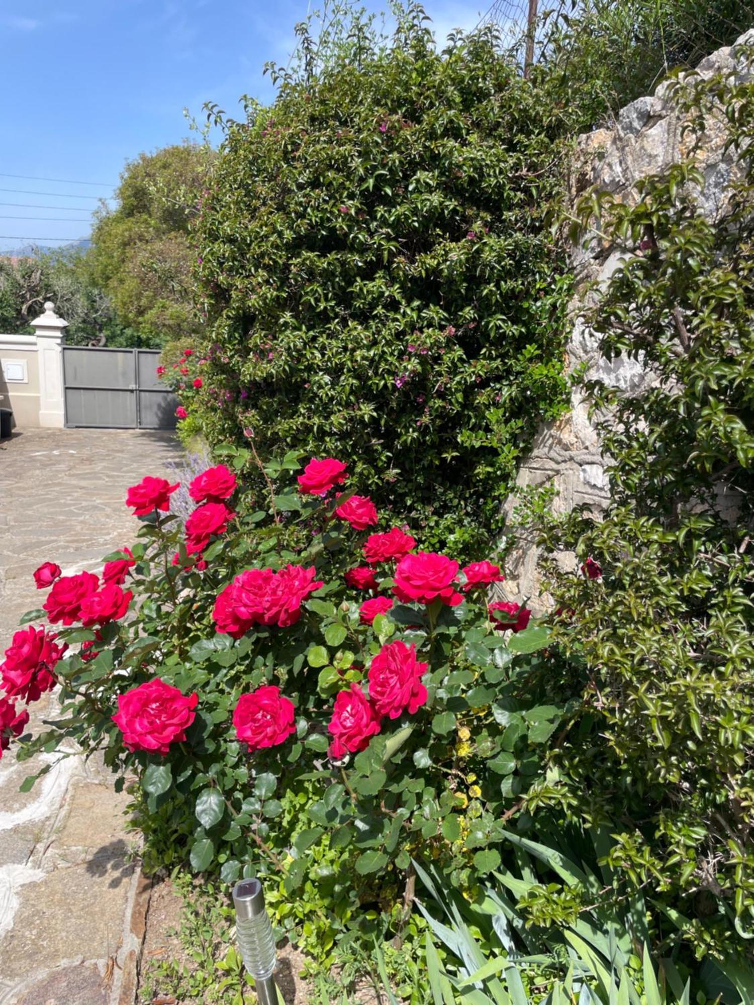 Les Trefles Hyères Exterior foto